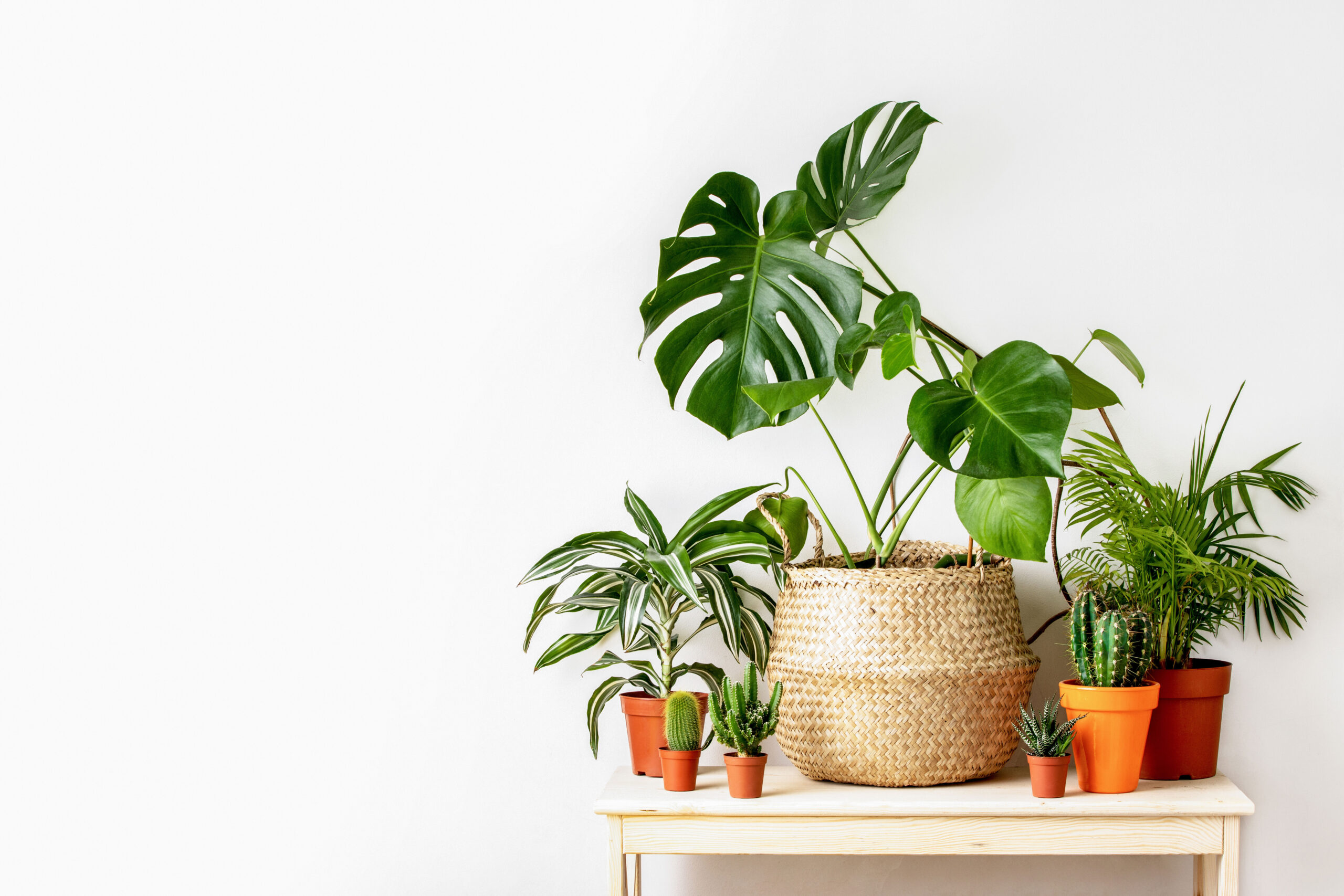 Plants and Flowers